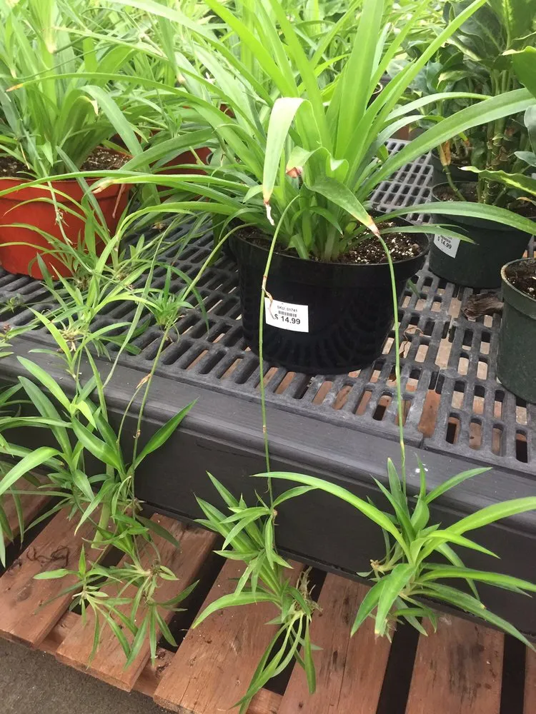 Professional landscape installation experts serving Charlotte Hall, MD - Wentworth Nursery