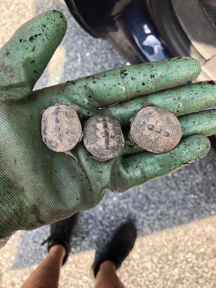 Local landscape design in Ocean Pines, MD - Werner Lawn And Garden