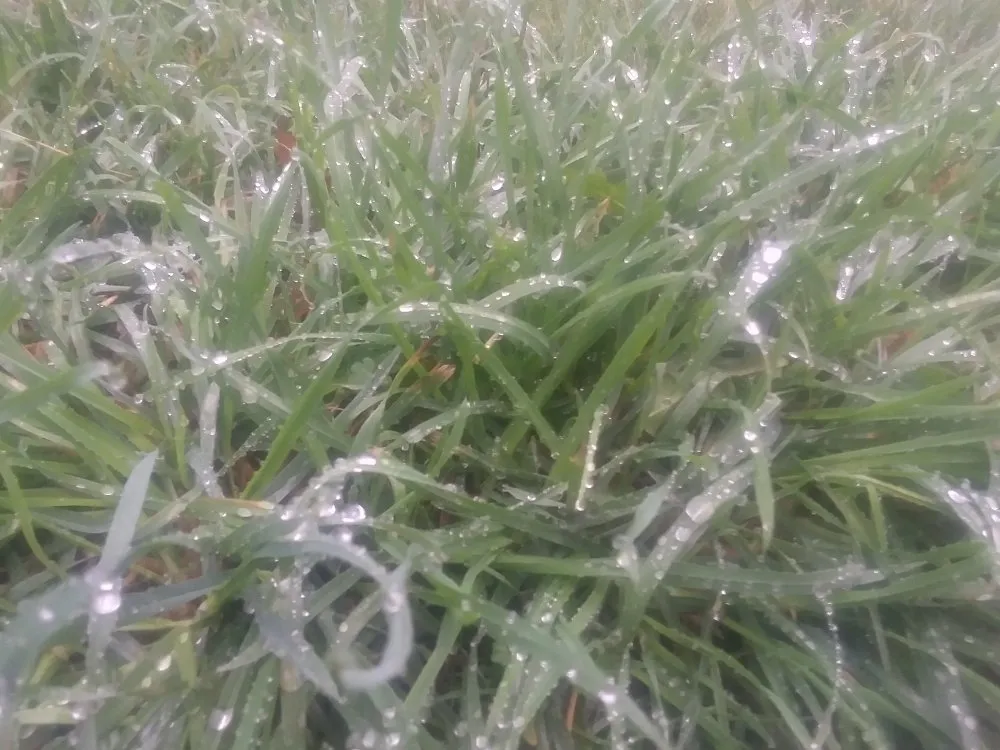 Trusted lawn mowing service for homes in Arcata, CA by Wes Coast Landscaping