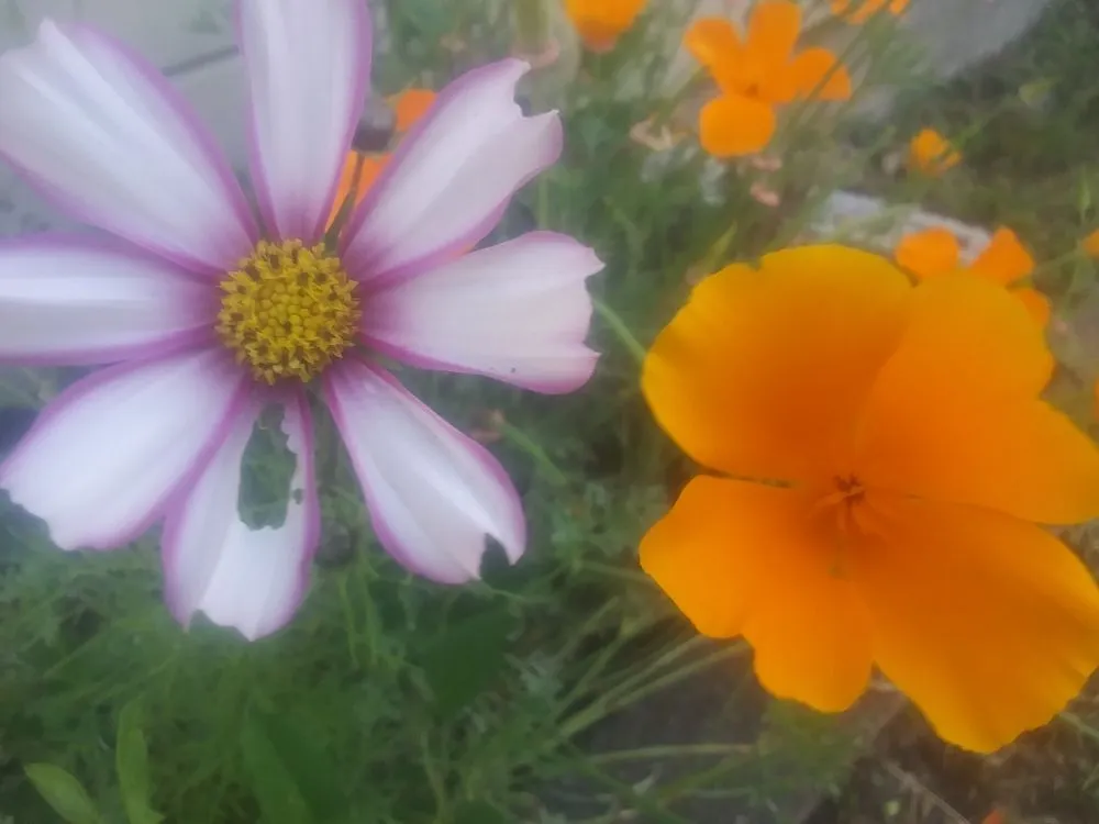 Professional residential landscaping in Arcata, CA by Wes Coast Landscaping