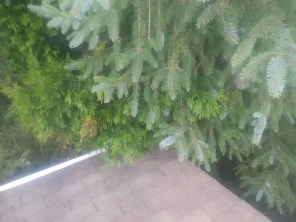 Affordable landscape installation for beautiful yards across Arcata, CA - Wes Coast Landscaping