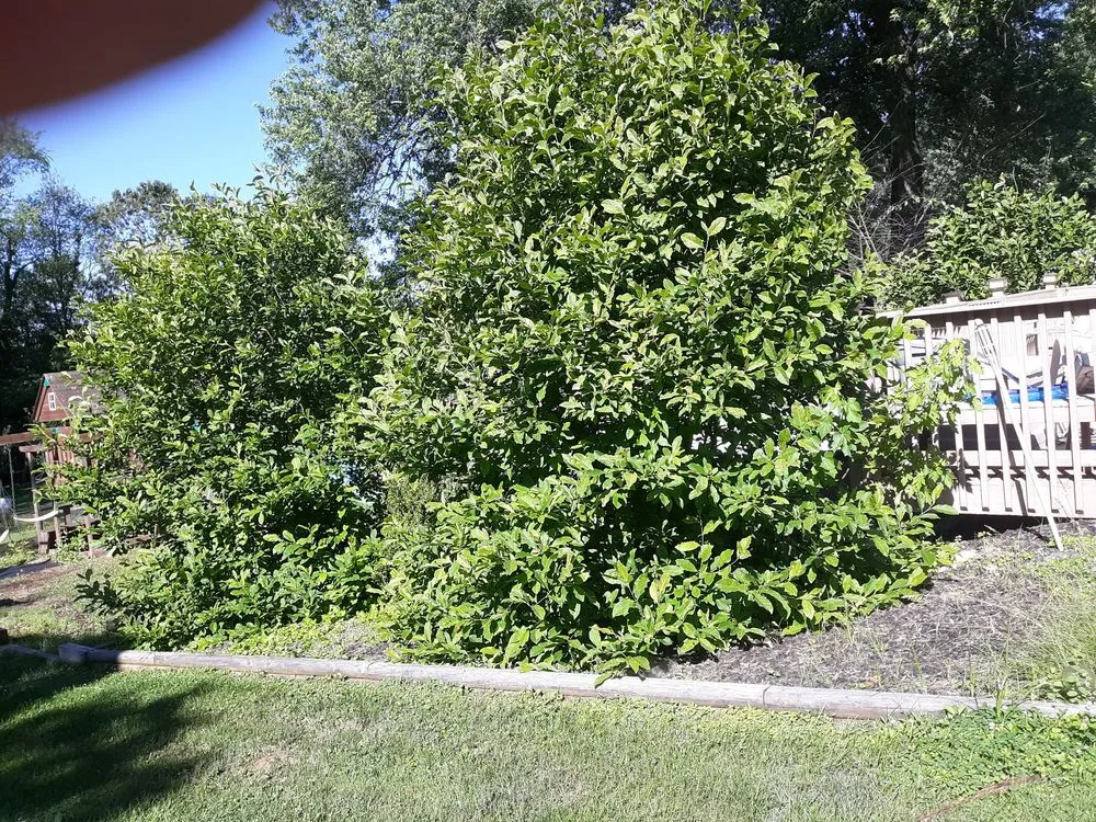 Local landscape design for year-round maintenance across Westminster, MD - Wes Landscaping