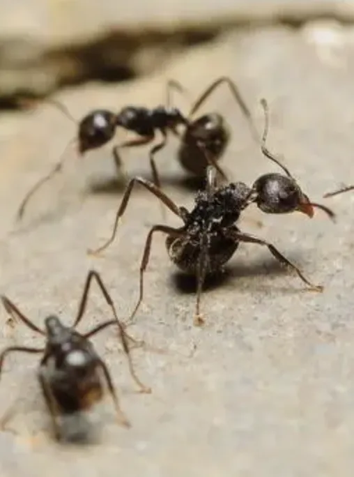 Expert lawn care service in Wylie, TX by WeServe Pest Solutions