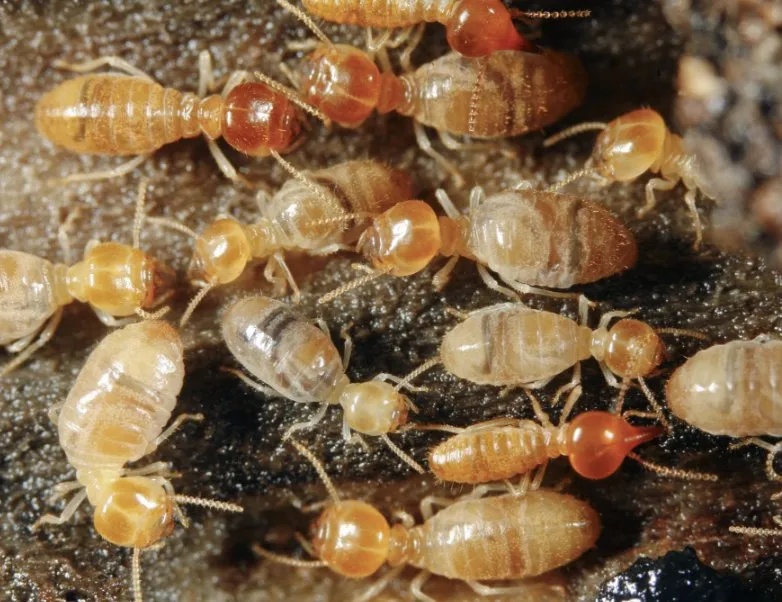 Custom yard maintenance in Wylie, TX by WeServe Pest Solutions