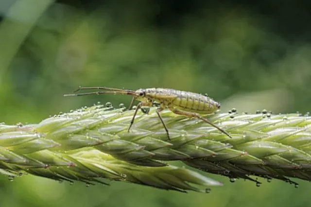 Local yard cleanup service in Wylie, TX by WeServe Pest Solutions