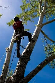Local outdoor landscaping near you across Acworth, GA - Wesley Burnette Tree Service