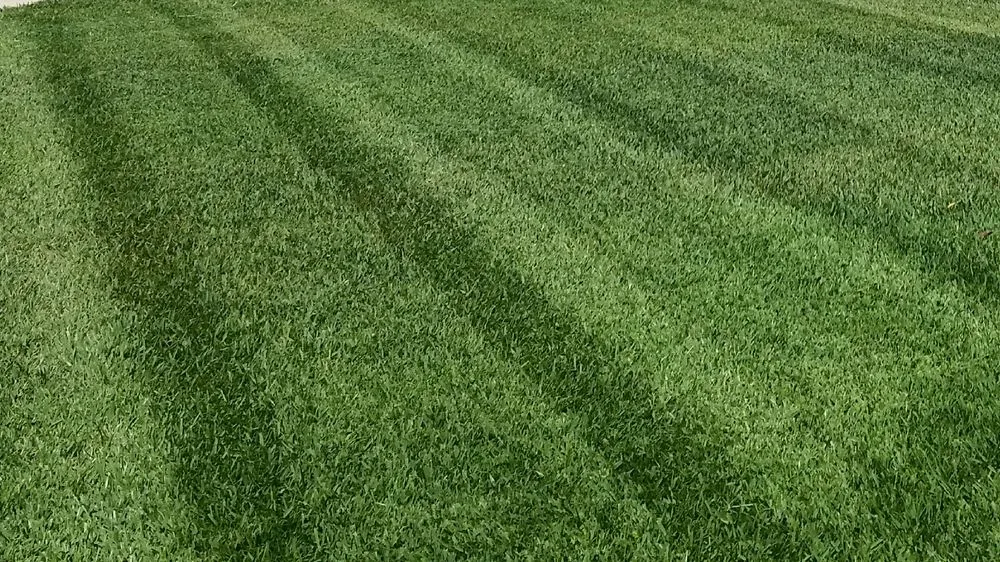 Trusted yard maintenance for homes across Zephyrhills, FL - Wesley Chapel Lawn Care Service