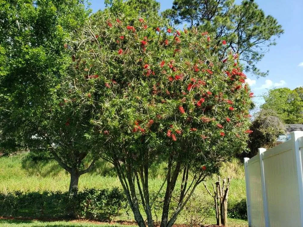 Top-rated yard cleanup service experts serving Port orange, FL - Wes's Lawn & Landscaping Services