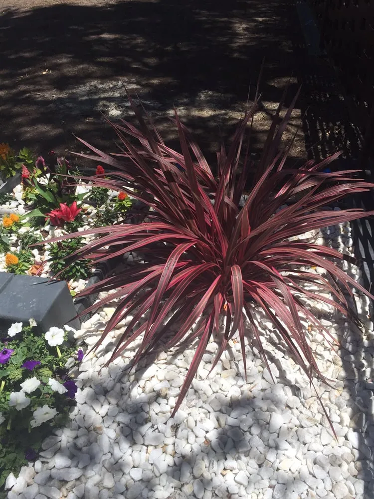 Top-rated lawn mowing service for homes in Vacaville, CA by West Coast Concrete Landscape & Pools