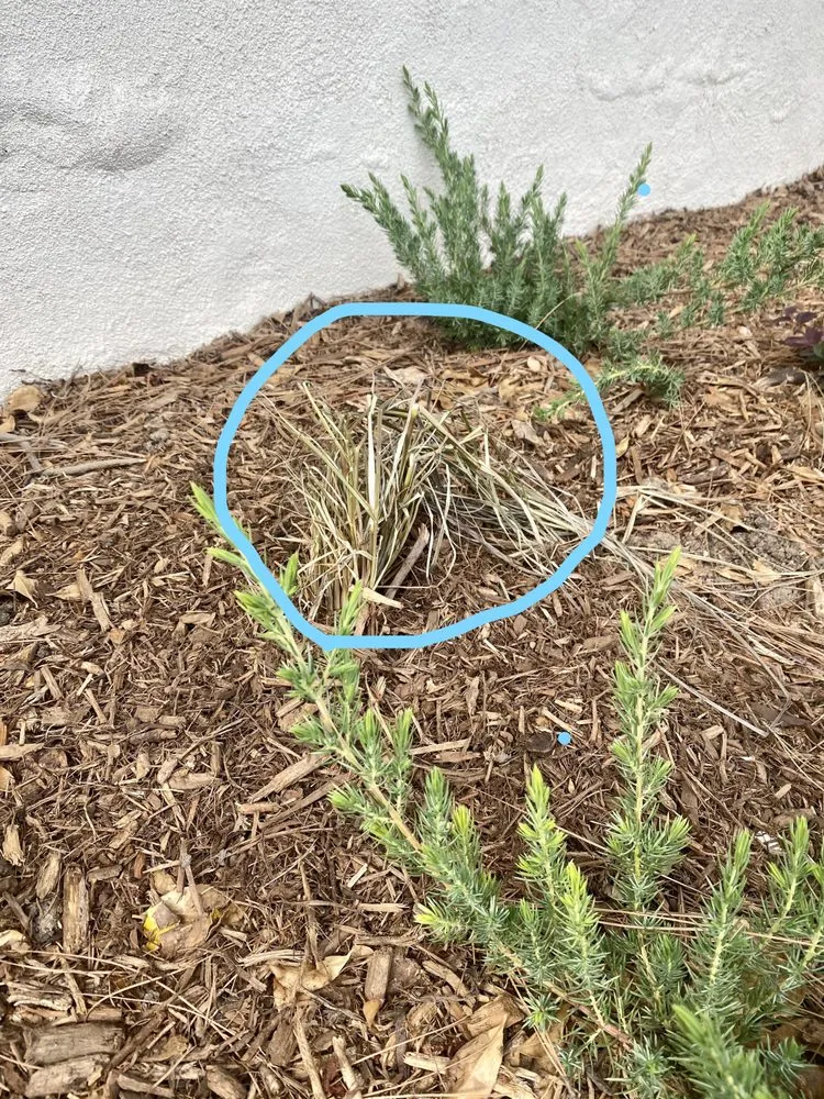 Top-rated lawn mowing service in Cypress, CA - West Coast Creations