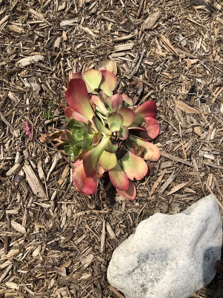 Reliable lawn mowing service near you in Cypress, CA by West Coast Creations