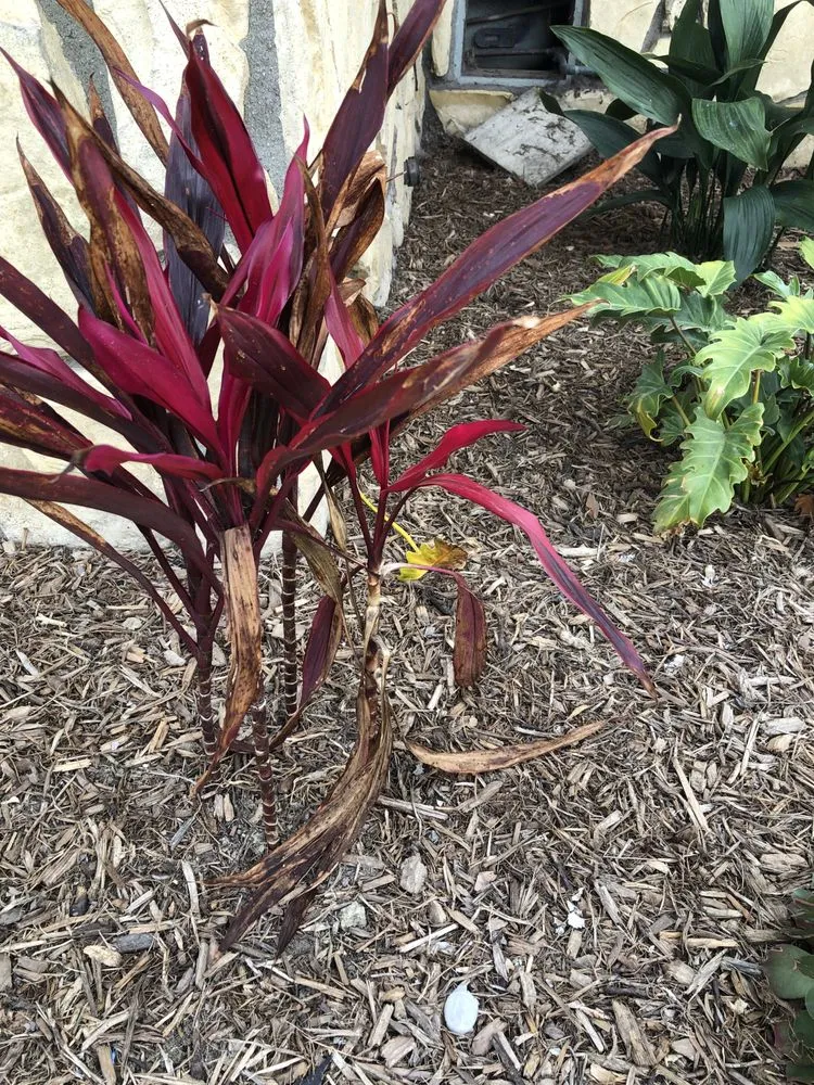 Local lawn mowing service in Cypress, CA by West Coast Creations