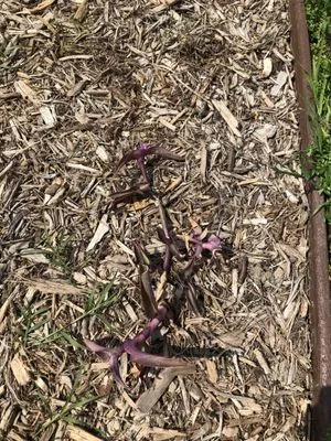 West Coast Creations