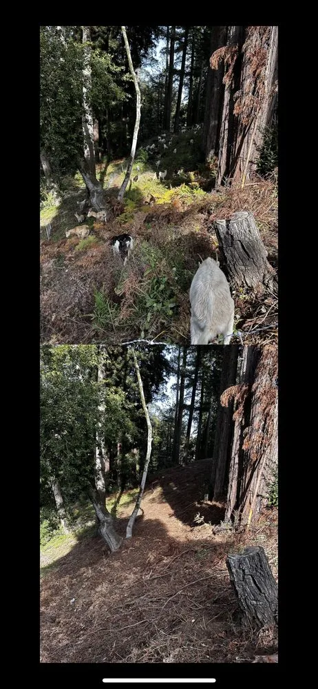 Trusted yard maintenance in Half Moon Bay, CA - West Coast Grazing