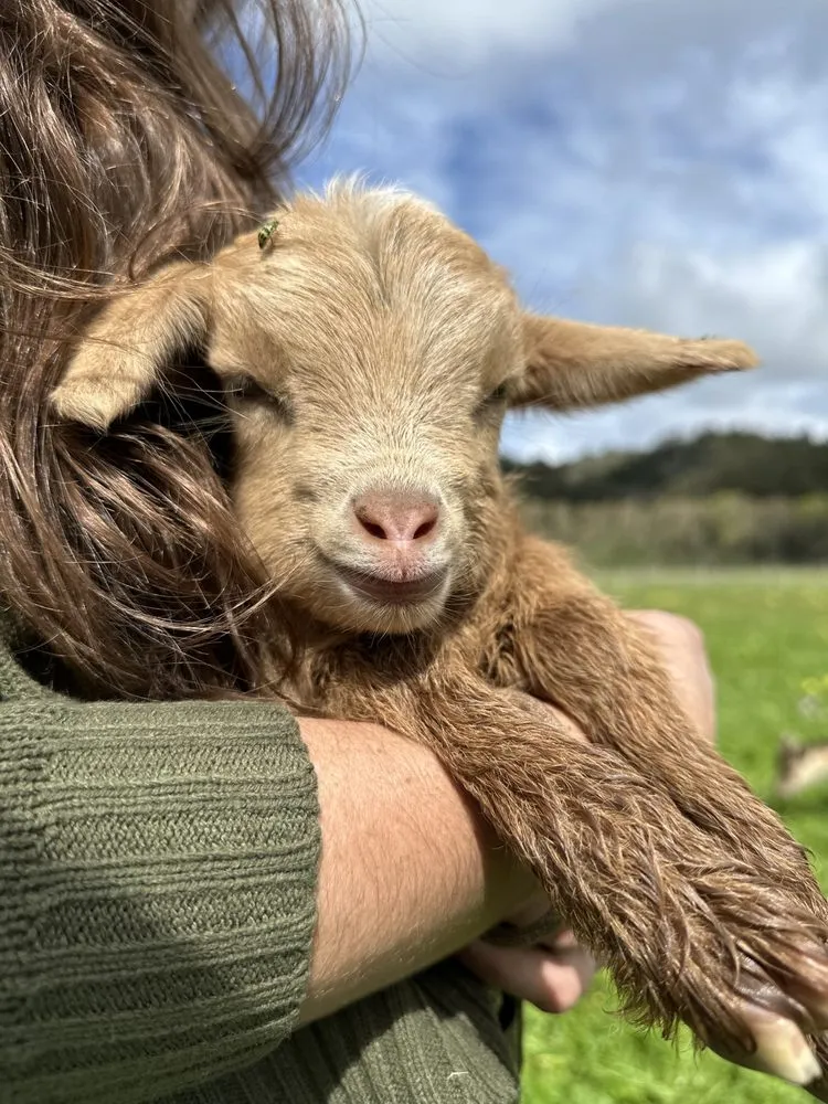 Affordable landscape installation in Half Moon Bay, CA by West Coast Grazing