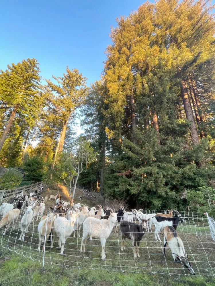 Professional lawn care service in Half Moon Bay, CA by West Coast Grazing