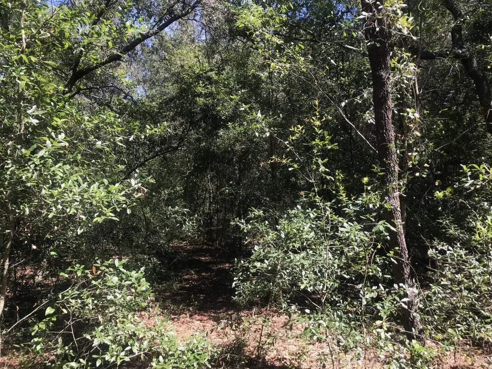 Trusted lawn care service in Trenton, FL - West Coast Land and Timber