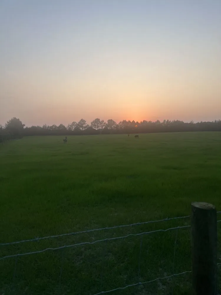 Custom landscape design in Trenton, FL - West Coast Land and Timber