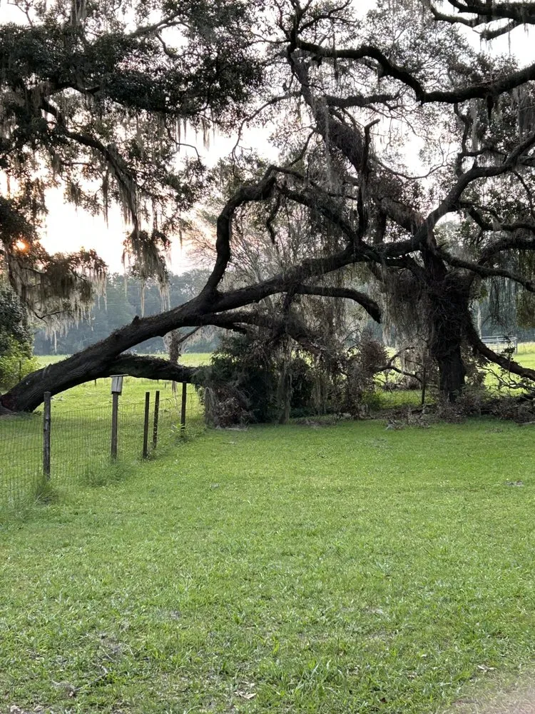 Trusted yard maintenance in Trenton, FL by West Coast Land and Timber