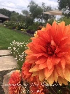 Trusted garden landscaping with custom design across Santa Rosa, CA - West Coast Landscapes