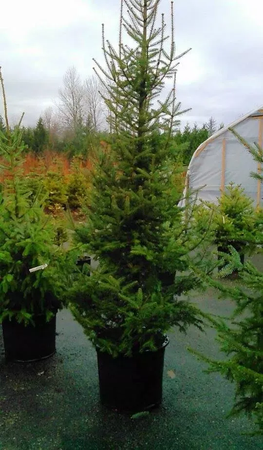 Affordable yard cleanup service in Monroe, WA by West Coast Nursery