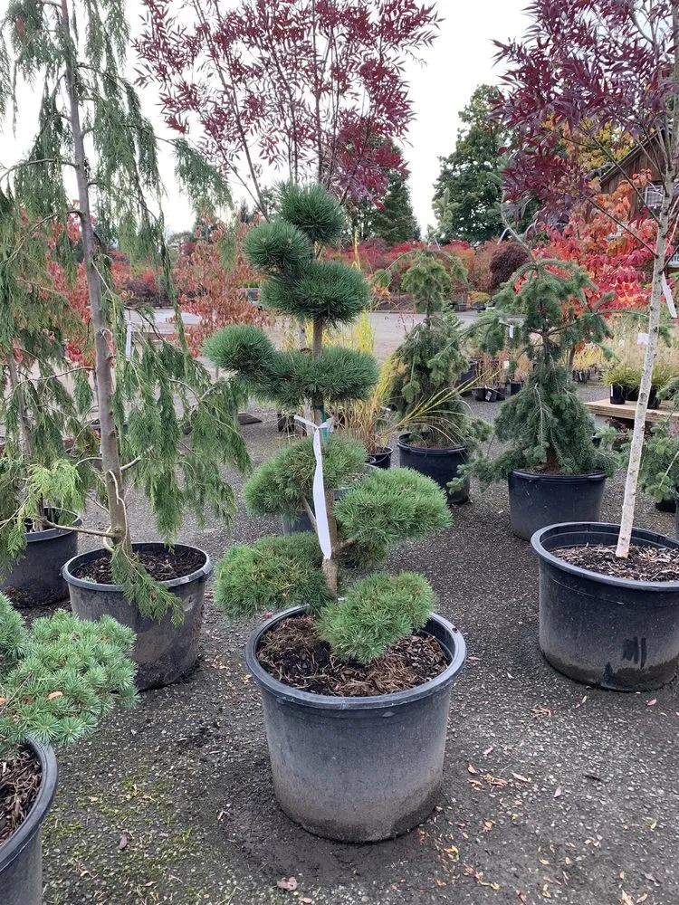 Professional landscaping services for residential properties in Monroe, WA by West Coast Nursery