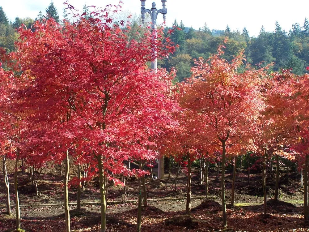 Custom yard cleanup service for beautiful yards in Monroe, WA by West Coast Nursery