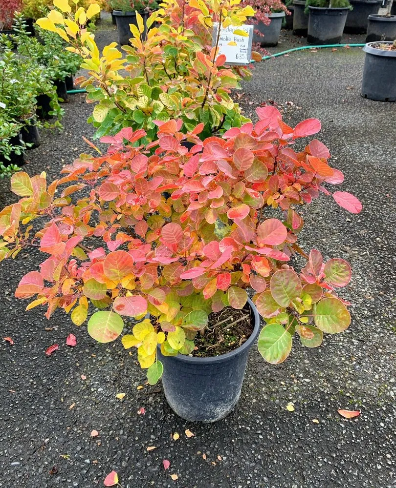 Affordable yard cleanup service near you in Monroe, WA by West Coast Nursery