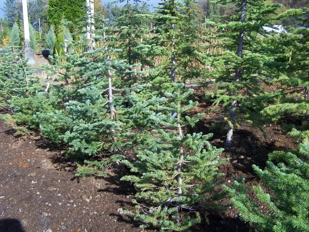 Affordable outdoor landscaping in Monroe, WA - West Coast Nursery