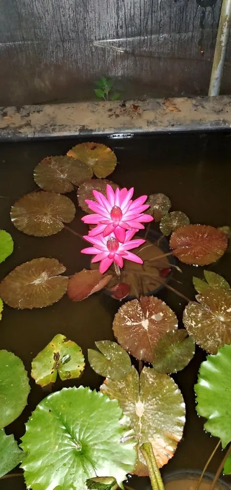 Custom lawn mowing service near you across Woodland Hills, CA - West Coast Pond