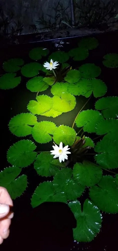 Top-rated yard maintenance in Woodland Hills, CA by West Coast Pond