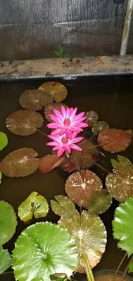 West Coast Pond Logo