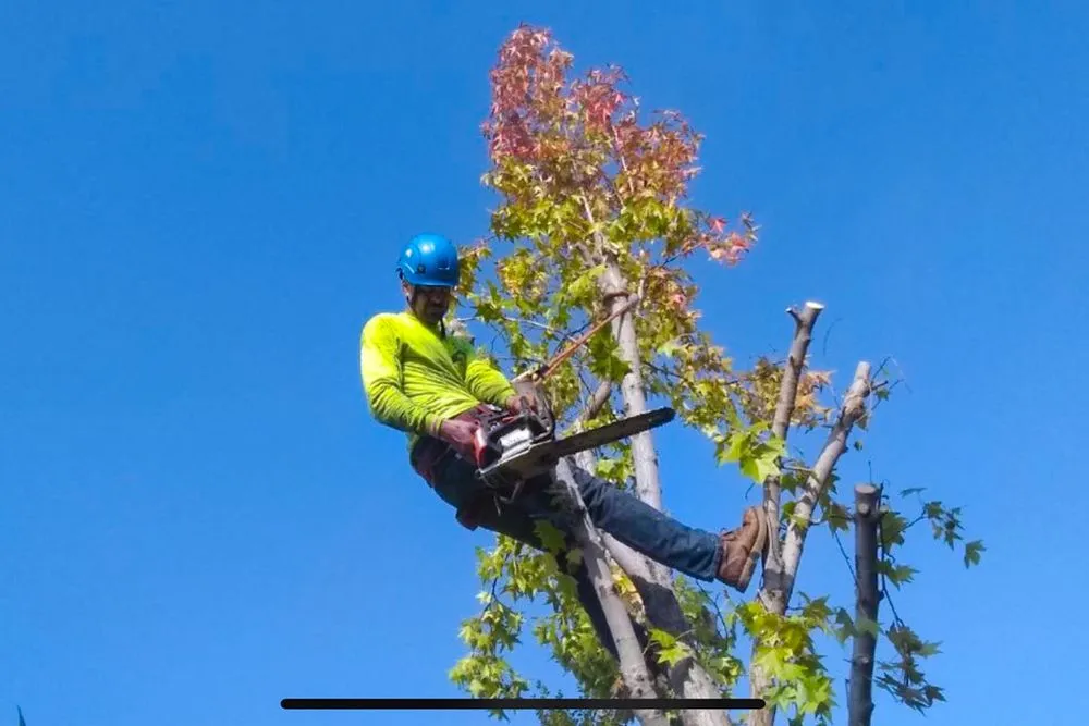 Custom lawn mowing service for outdoor upgrades across Long Beach, CA - West Coast Tree Pros
