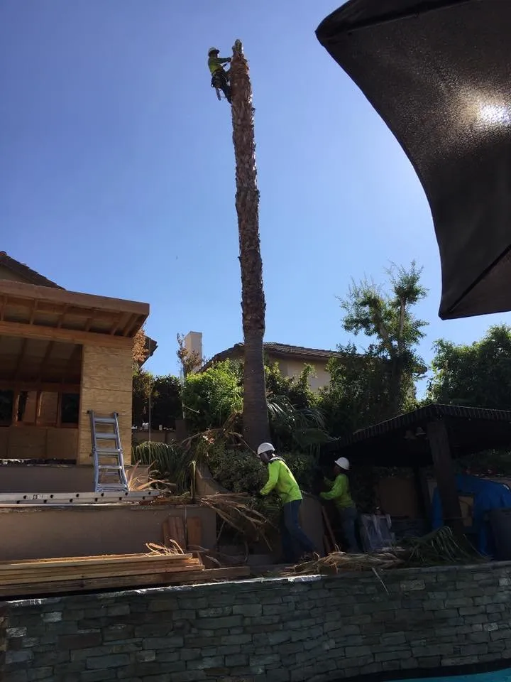 Top-rated lawn mowing service in Long Beach, CA by West Coast Tree Pros