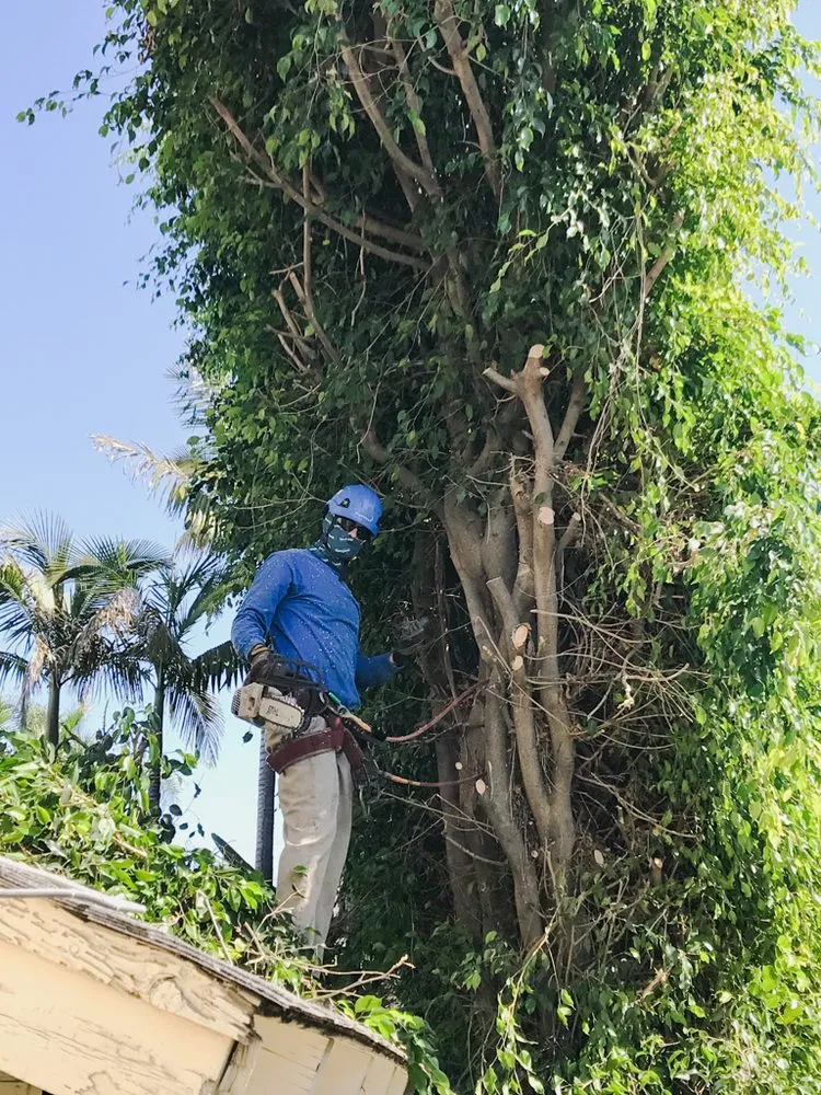 Local yard maintenance in Long Beach, CA by West Coast Tree Pros