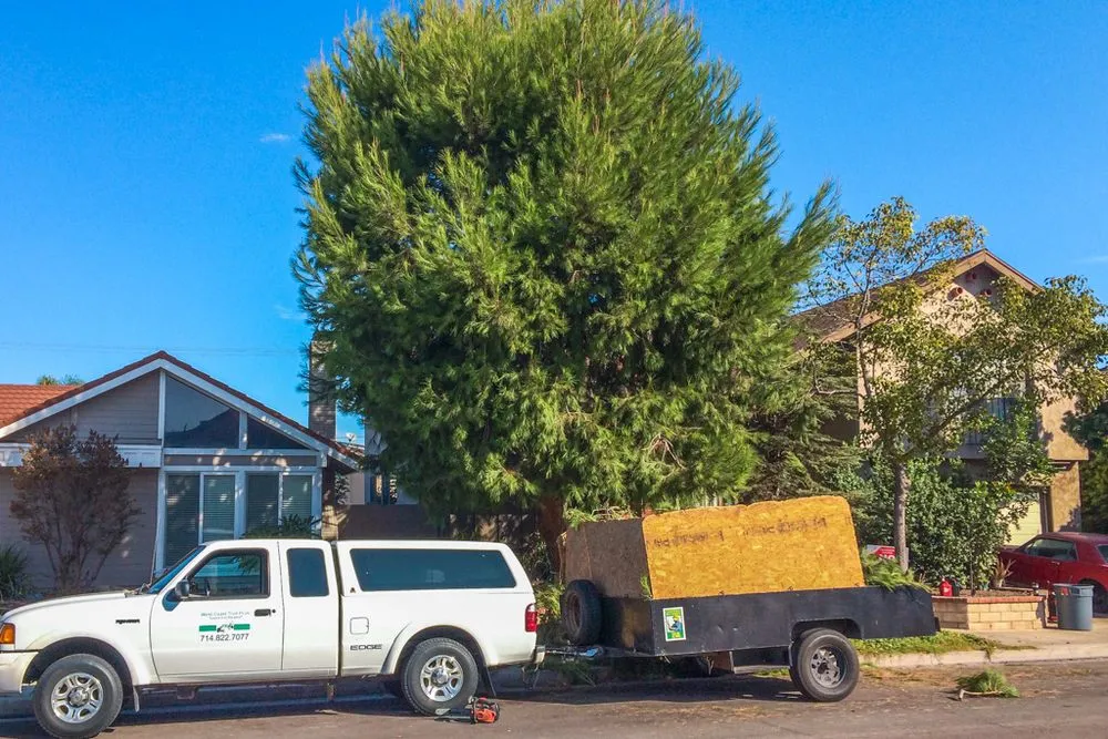 Professional landscape design for year-round maintenance across Long Beach, CA - West Coast Tree Pros