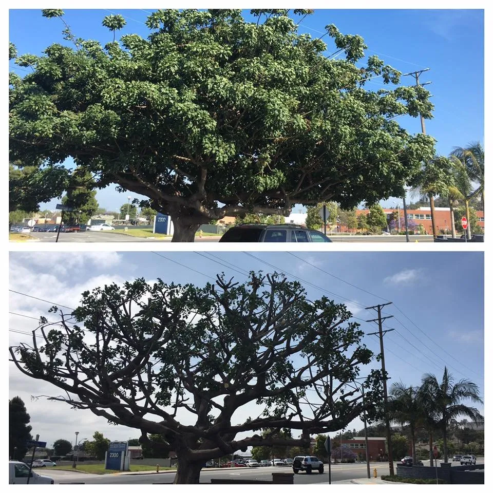 Custom landscaping services with custom design in Long Beach, CA by West Coast Tree Pros