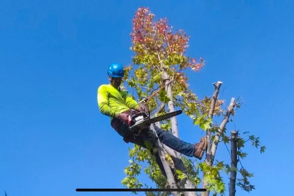 West Coast Tree Pros Logo