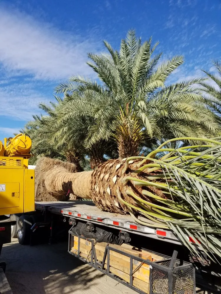 Professional lawn care service for residential properties across Indio, CA - West Coast Trees
