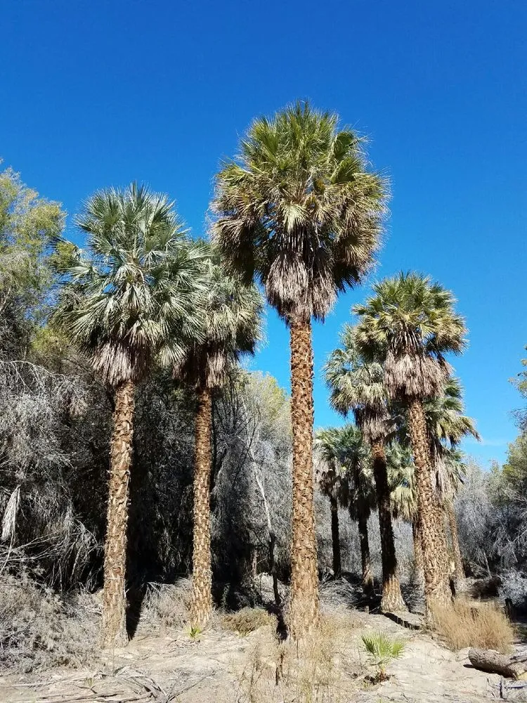 Local residential landscaping with custom design in Indio, CA by West Coast Trees