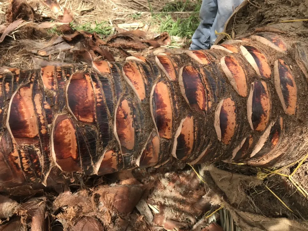 Top-rated landscape design in Indio, CA by West Coast Trees