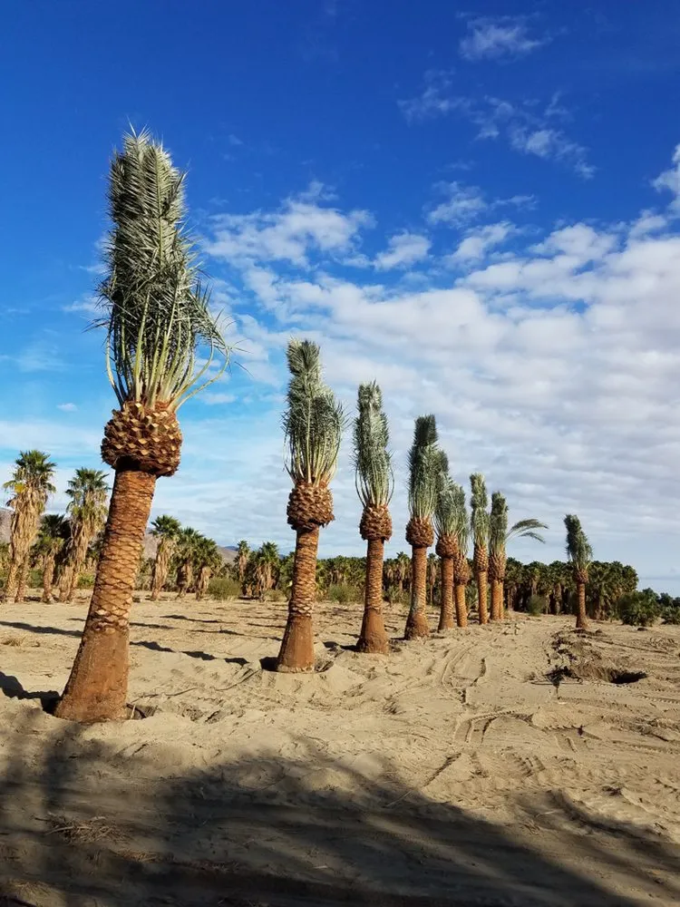 Professional lawn care service near you in Indio, CA by West Coast Trees