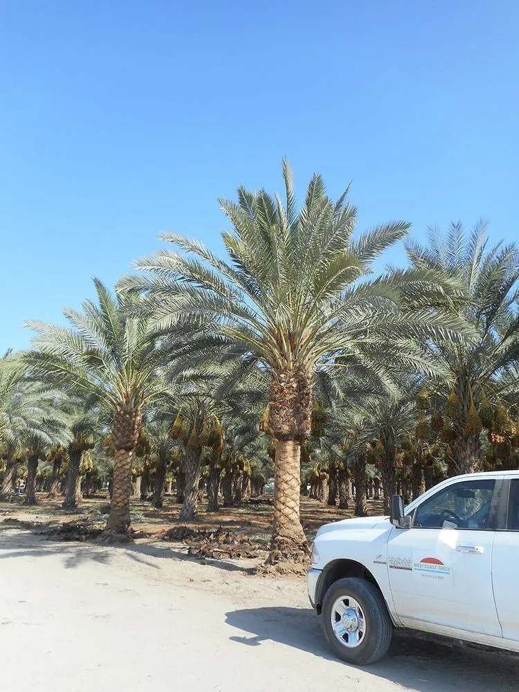 Custom yard cleanup service for outdoor upgrades across Indio, CA - West Coast Trees