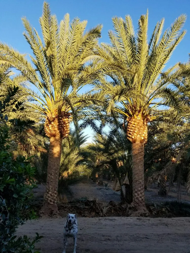 Expert garden landscaping in Indio, CA - West Coast Trees