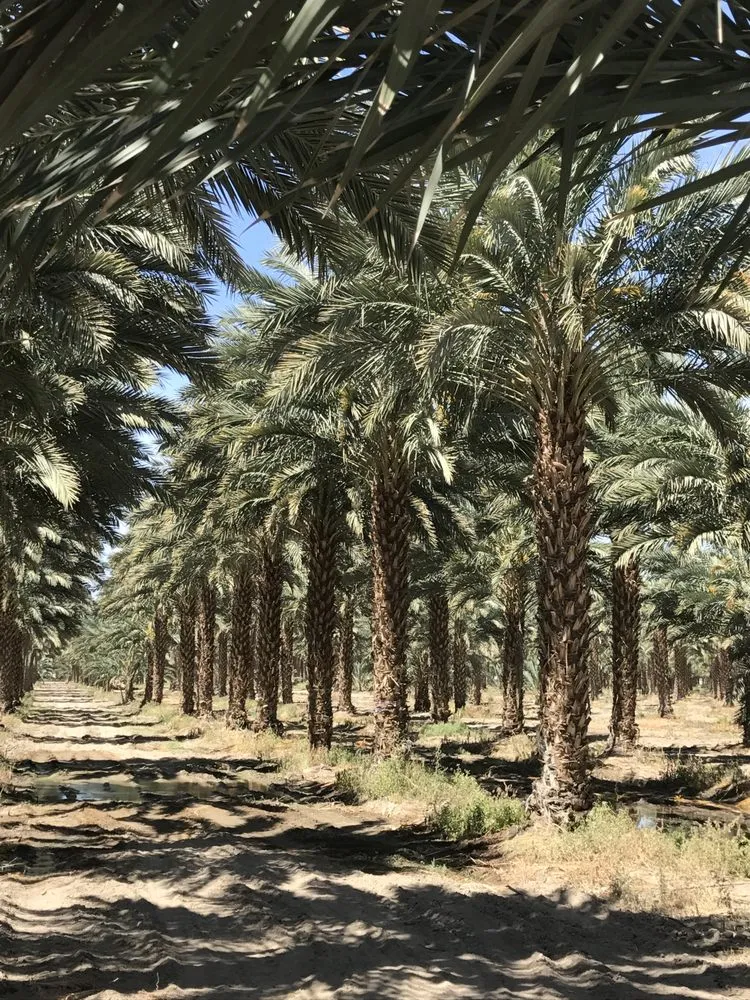 Expert outdoor landscaping for outdoor upgrades across Indio, CA - West Coast Trees