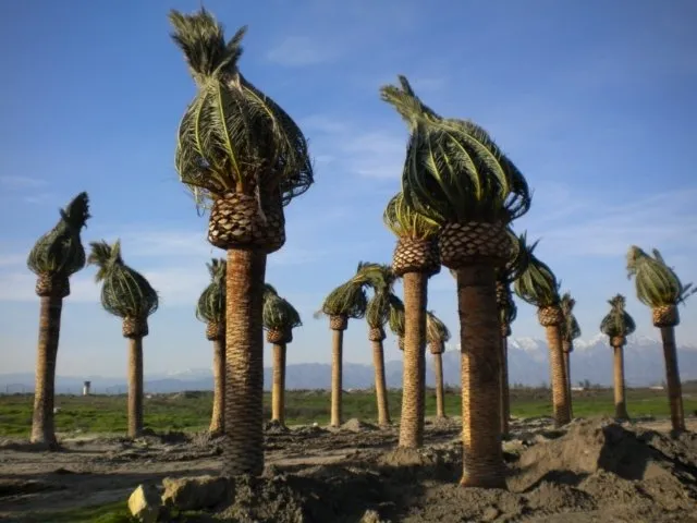 Reliable yard cleanup service experts serving Indio, CA - West Coast Trees