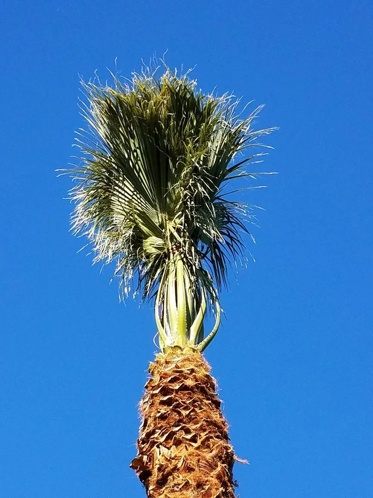 Professional landscape installation experts serving Indio, CA - West Coast Trees