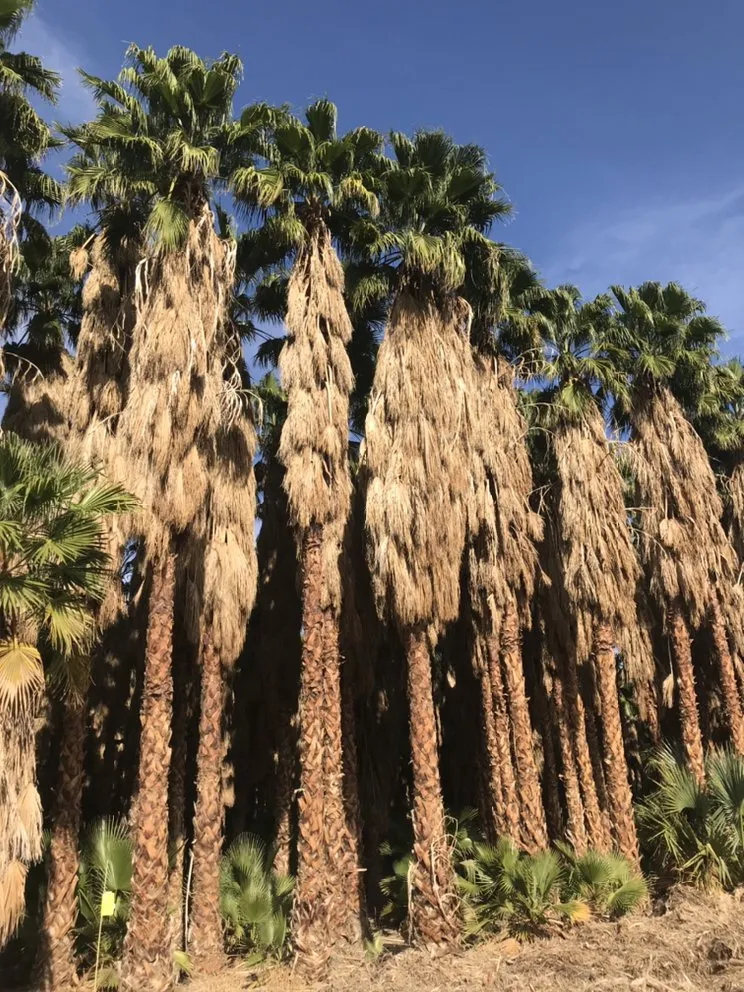 Local lawn care service in Indio, CA by West Coast Trees