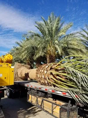 West Coast Trees Logo