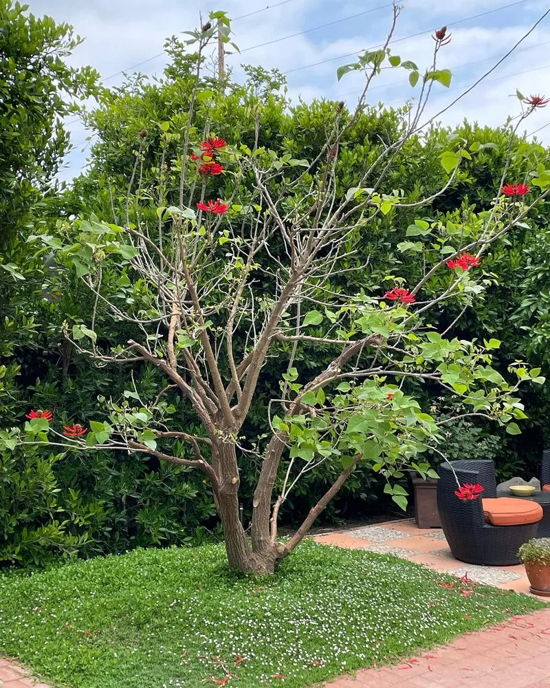 Trusted garden landscaping in Palm Desert, CA by West Coast Turf